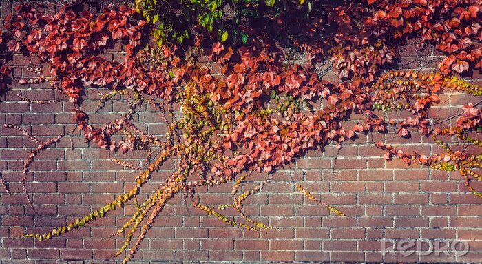 Papier peint  Végétation grimpant sur un mur