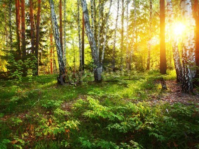 Papier peint  Végétation sauvage et bouleaux