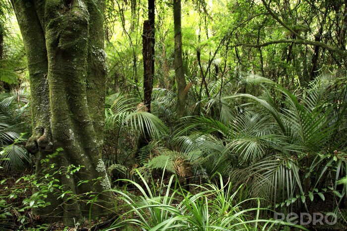 Papier peint  Végétation verte dans la forêt tropicale paysage