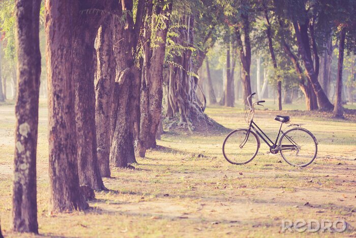 Papier peint  Vélo vintage seul dans un parc