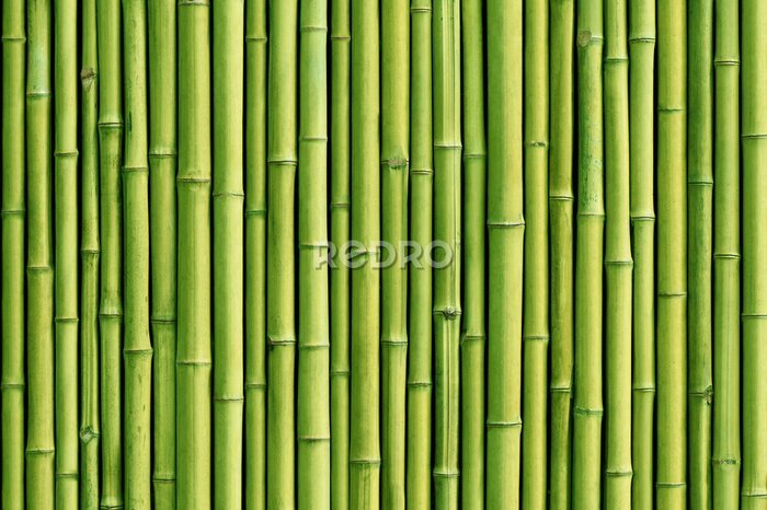 Papier peint  Vert bambou fond de clôture