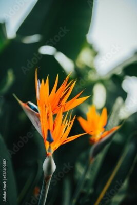 Papier peint  Vertical closeup of crane flower (Strelitzia reginae) with blurred background