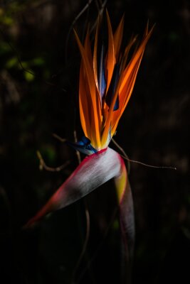 Papier peint  Vertical closeup shot of a beautiful strelitzia flower growing in the garden