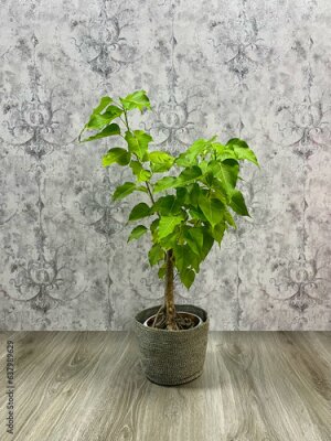 Papier peint  Vertical image of a bright living room with a large tropical houseplant, giant white bird of paradise, strelitzia nicolai, copy space.