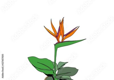Papier peint  Vertical postcard with bouquet of flowers Strelitzia reginae tropical south africa flower isolated. Vector illustration. bird of paradise.