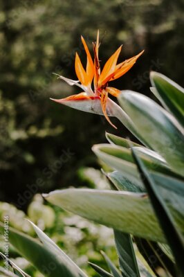 Papier peint  Vertical selective focus shot of a strelitzia