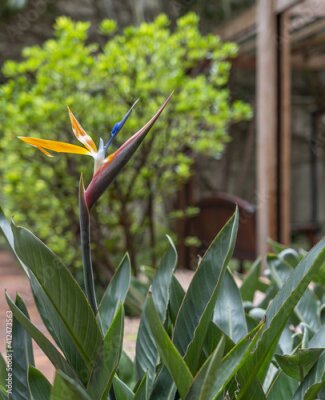 Papier peint  Vertical shot of a beautiful strelitzia in a garden