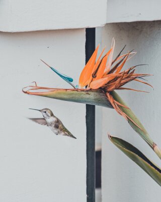 Papier peint  Vertical shot of a Hummingbird flying next to Strelitzia Reginae, Bird Of Paradise Flower