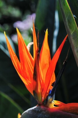 Papier peint  Vertical shot of a vibrant orange Bird of paradise (Strelitzia reginae) flower on a sunny day