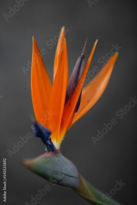 Papier peint  Vertical shot of bloomed orange Bird of Paradise or Strelitzia flower with blurred background