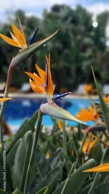 Papier peint  Vertical shot of Strelitzia Reginae: Tropical bird of paradise
