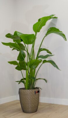 Papier peint  Vertical view of an indoor plant called Strelitzia reginae or Bird of Paradise