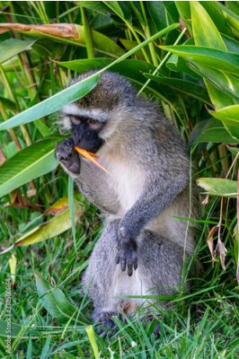 Papier peint  Ververt monkey (Chlorocebus pygerythrus) eating petals from bird of paradise flower (Strelitzia reginae) in Entebbe, Uganda