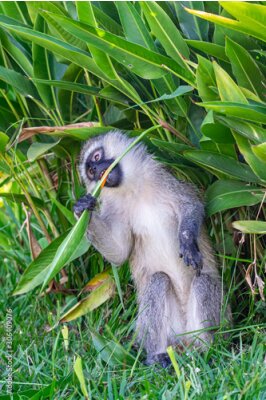 Papier peint  Ververt monkey (Chlorocebus pygerythrus) eating petals from bird of paradise flower (Strelitzia reginae) in Entebbe, Uganda