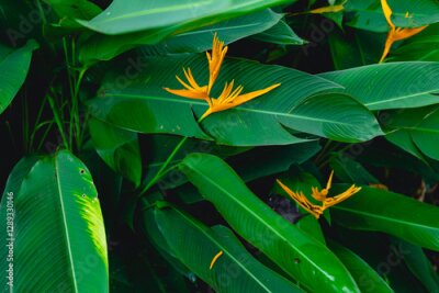 Papier peint  Vibrant bird of paradise among lush green leaves Strelitzia, thailand