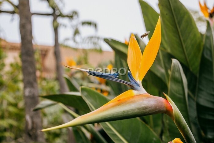 Papier peint  Vibrant bird of paradise flower in full bloom during the day (Strelitzia reginae)