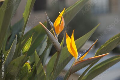 Papier peint  Vibrant bird of paradise flower, Strelitzia reginae, in full bloom, with vibrant orange and blue petals against a blurred natural background. High quality photo