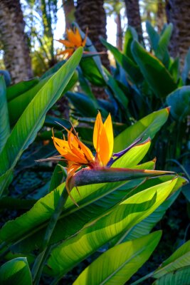 Papier peint  Vibrant close-up of a Strelitzia flower in the Garden "El Huerto Del Cura" located in Elche, Spain