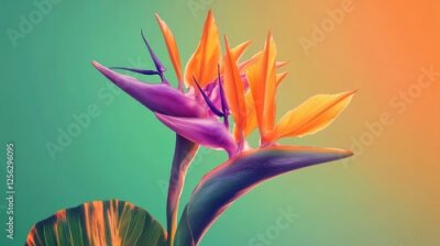 Papier peint  Vibrant orange and purple Strelitzia bird of paradise flower on a green background, tropical, exotic, vibrant, botanical, flora