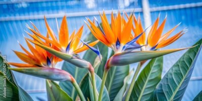Papier peint  Vibrant orange Strelitzia Reginae flowers with regal, bird-like petals and bright green leaves, isolated on a transparent background, perfect for tropical and floral designs.