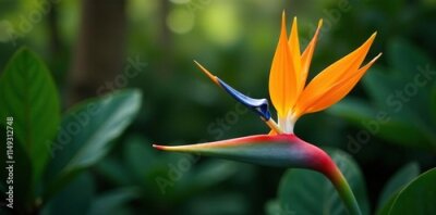 Papier peint  Vibrant orange trumpet-shaped blooms unfolding, Strelitzia, bloom, flower