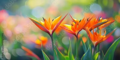 Papier peint  Vibrant spring gardens showcase a variety of blooming strelitzia flowers, creating a stunning flower garden. These artistic photos of strelitzia flowers serve as beautiful wall decorations.