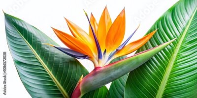 Papier peint  Vibrant Strelitzia blossoms paired with lush Xanadu leaves on a pristine white background, perfect for nature-inspired