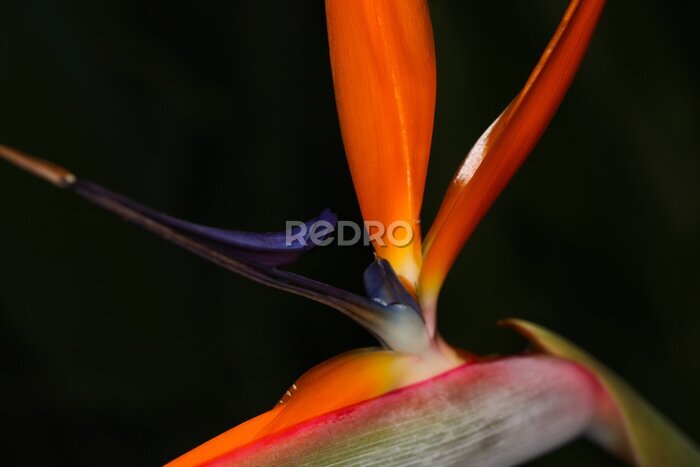 Papier peint  Vibrant Strelitzia Crane Flower Close-up (Strelitzia reginae)