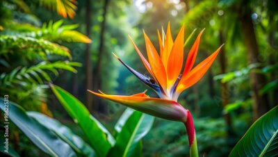 Papier peint  Vibrant strelitzia flower blooming in the jungle, jungle, tropical, wild, exotic, vibrant, colorful, nature, plant, blossom