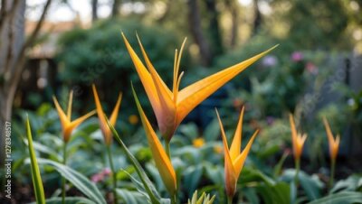 Papier peint  Vibrant Strelitzia Flowers Blooming in a Garden Setting with Lush Greenery and Space for Text Overlay