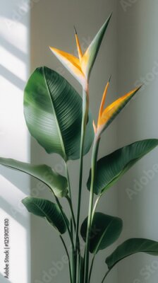 Papier peint  Vibrant strelitzia house plant with striking leaves and blooms set against a light background for decorative purposes, plant care, roots, photosynthesis, landscaping of offices, homes