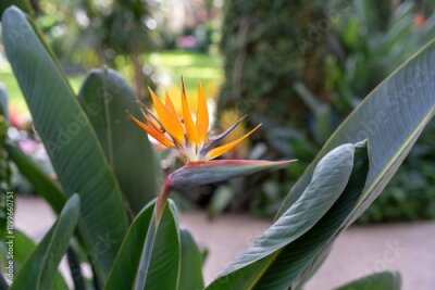 Papier peint  Vibrant Strelitzia Reginae Bloom Amid Lush Green Foliage in a Garden Setting.
