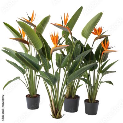 Papier peint  Vibrant strelitzia reginae  in modern  pots  with vivid  orange bloom and lush green foliage