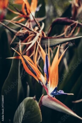 Papier peint  Vibrant Strelitzia royal flower with its striking blue and yellow petals