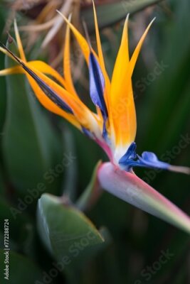 Papier peint  Vibrant Strelitzia royal flower with its striking blue and yellow petals