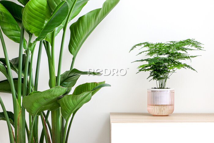 Papier peint  Vibrant tropical house plants, Asparagus Setaceus (Asparagus Fern) and Giant White Bird of Paradise Plant (Strelitzia nicolai) decorating and freshening up home interior