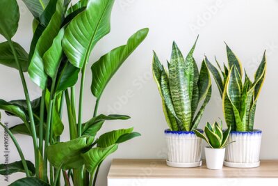 Papier peint  Vibrant tropical house plants, snake plants (Dracaena trifasciata, Sansevieria trifasciata) and Giant White Bird of Paradise Plant (Strelitzia nicolai) decorating and freshening up home interior