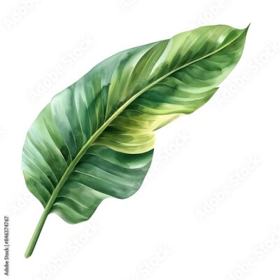 Papier peint  Vibrant Tropical Strelitzia Leaf Botanical Watercolor on White Background