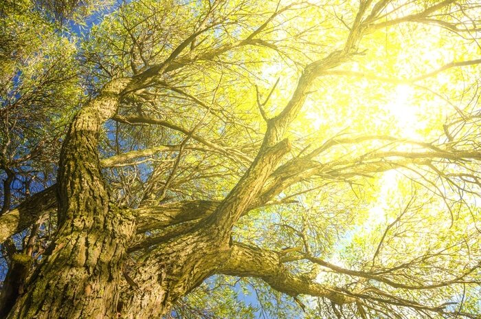 Papier peint  Vieil arbre dans le parc