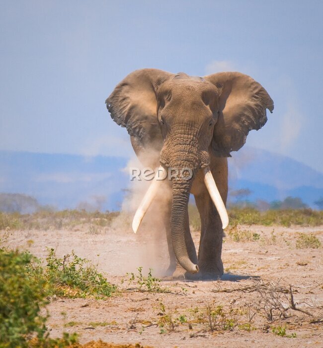 Papier peint  vieil éléphant, parc national Amboseli, au Kenya