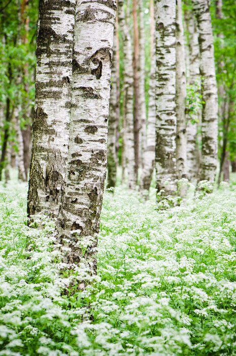 Papier peint  Vieux bouleaux et petites fleurs blanches