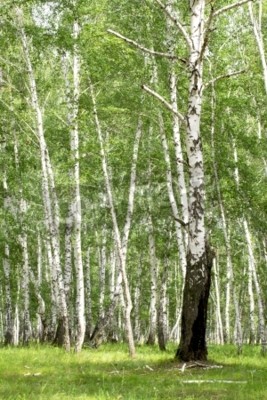 Papier peint  Vieux et jeunes bouleaux