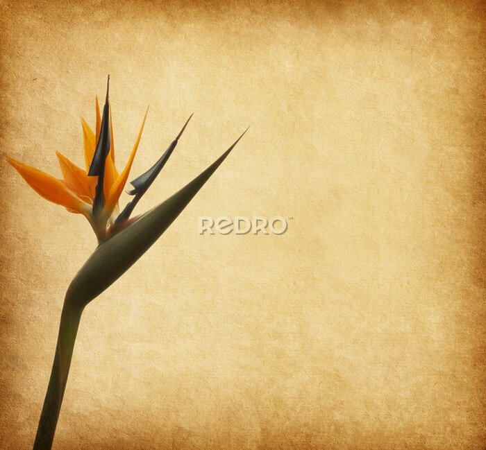 Papier peint  vieux papier avec l'oiseau du paradize fleur (Strelitzia)