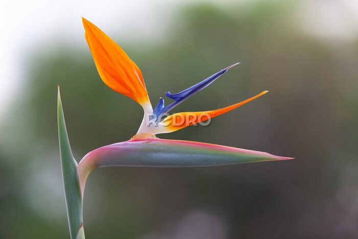 Papier peint  View of colorful Strelitzia Reginae blooming in botanical garden close up. Beautiful &quot;Bird of paradise&quot; plant in Costa Teguise, Lanzarote, Canary Islands, Spain. Flower closer-up, macro, abstract.  