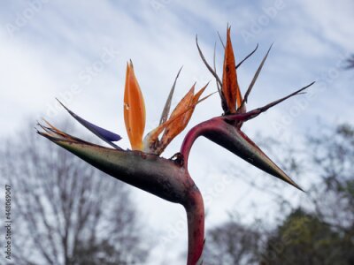 Papier peint  View of Common Bird-of-paradise Flower Strelitzia reginae flowers