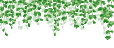 Papier peint  Vignes vertes avec des feuilles suspendues au-dessus