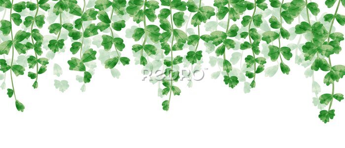 Papier peint  Vignes vertes avec des feuilles suspendues au-dessus