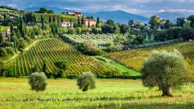 Vignoble dans la campagne toscane