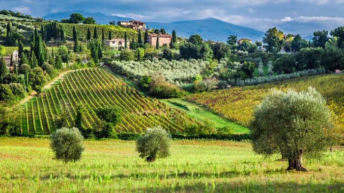 Papier peint  Vignoble dans la campagne toscane