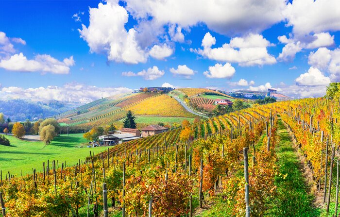 Papier peint  Vignobles toscans au soleil